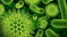 Problem Based Module: Viruses