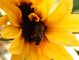 The Great Sunflower Project