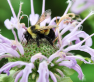 Bumble Bee Watch