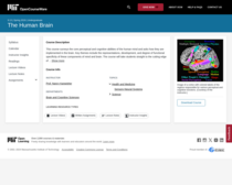 The Human Brain